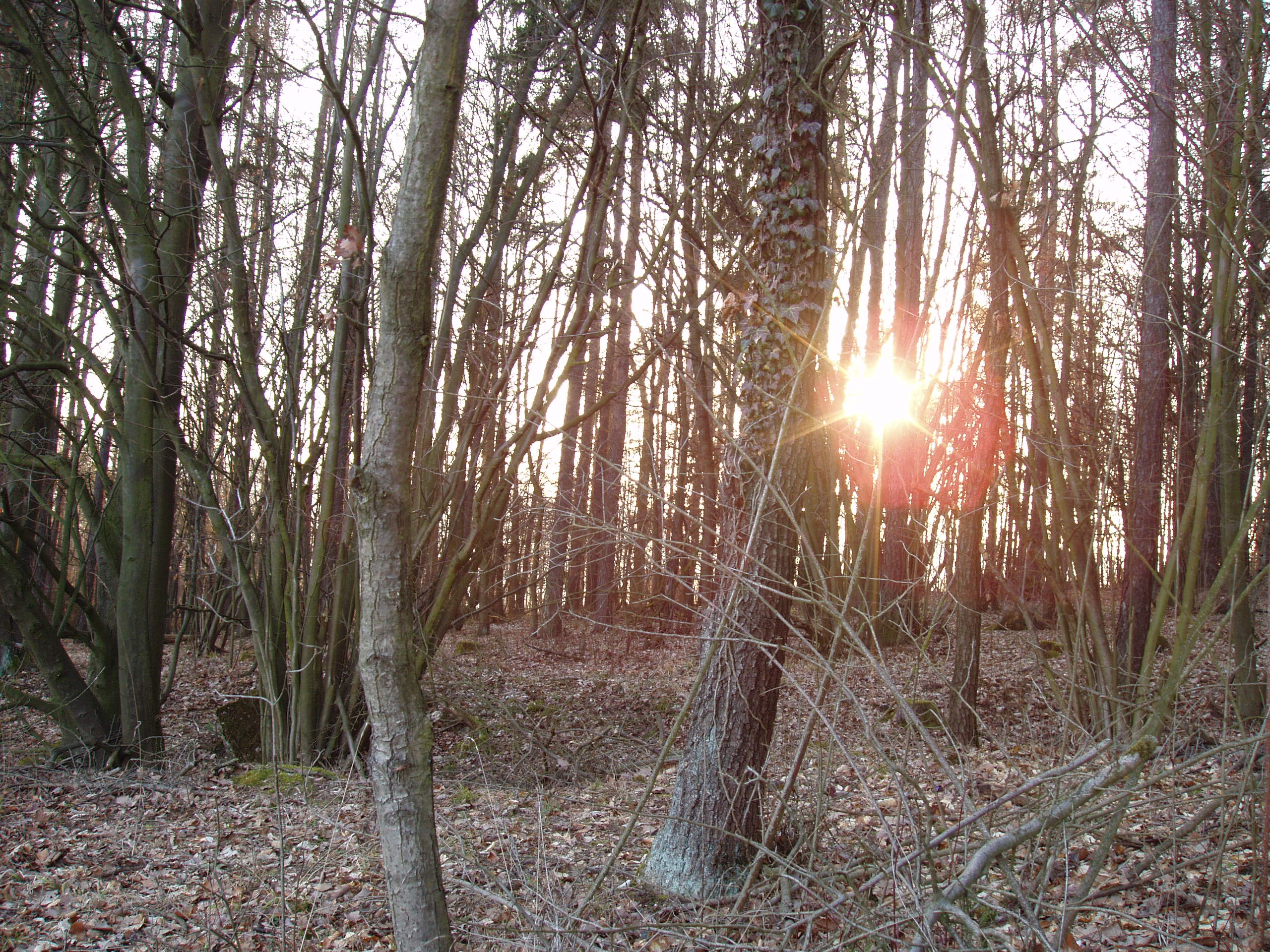 P3113471.JPG